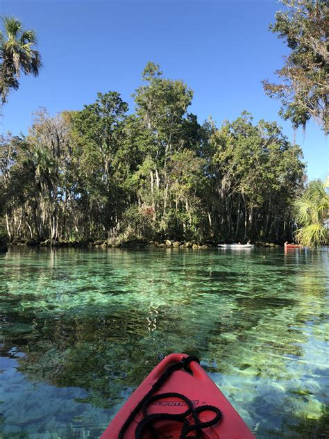 To say manatees are huge is not an overstatement. . Oreillys crystal river
